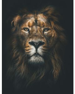 Lion BW Portrait canvas print - 120x100