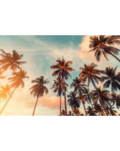 Tropical Palms Canvas