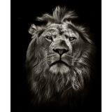 Lion BW Portrait canvas print - 120x100